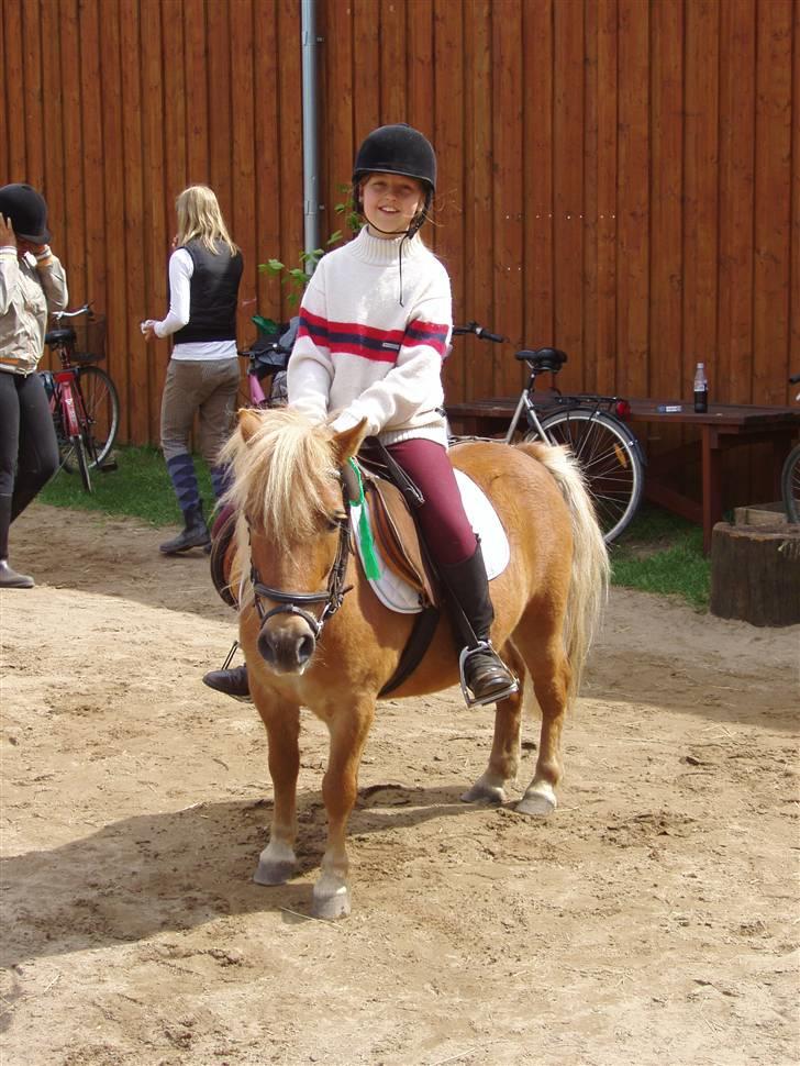 Shetlænder Basti (Gammel part) - Til et stævne :P. Vi blev uplacerede men red med rideskole hold så alle fik roset. En rigtigt fin dag! <3 billede 18