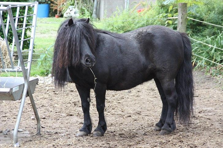 Shetlænder Morillo af Nørvang - Morillo forår 2011.  billede 5