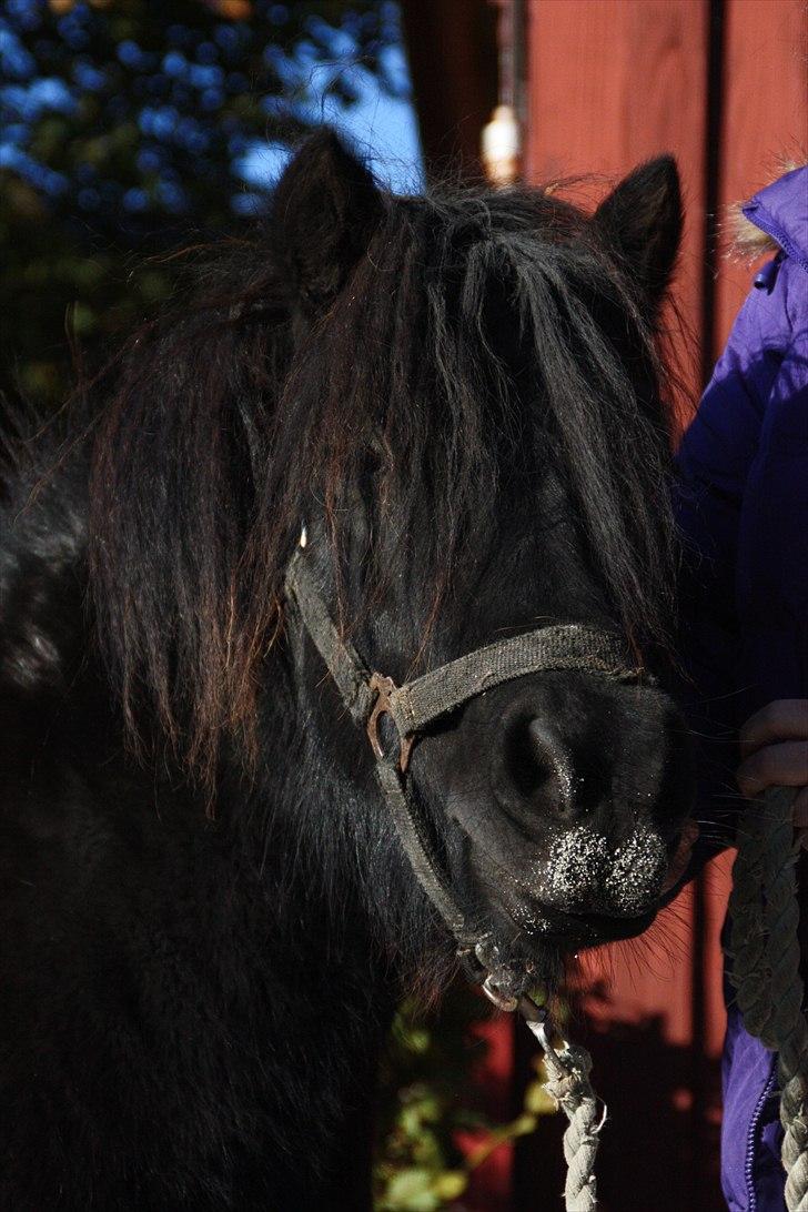 Shetlænder Morillo af Nørvang - På marken billede 6