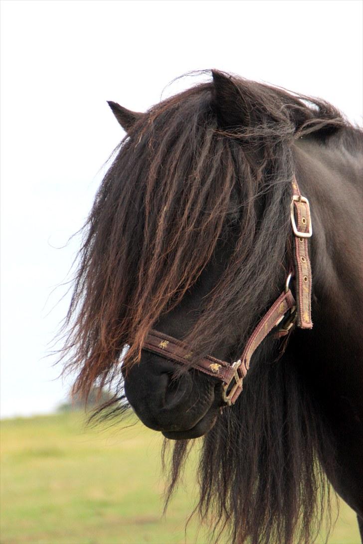 Shetlænder Morillo af Nørvang billede 7