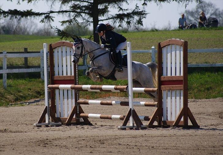 Welsh Partbred (Sec F) Myrebjergets Skywalker | A - (Billede 11) F Nordsjællandsmesterskab 2011 - samlet nr. 6 ud af over 30 ryttere billede 8