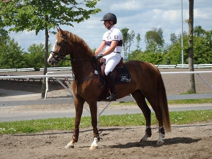 Anden særlig race Frydenssangs Casanova (Himmelhest) billede 2