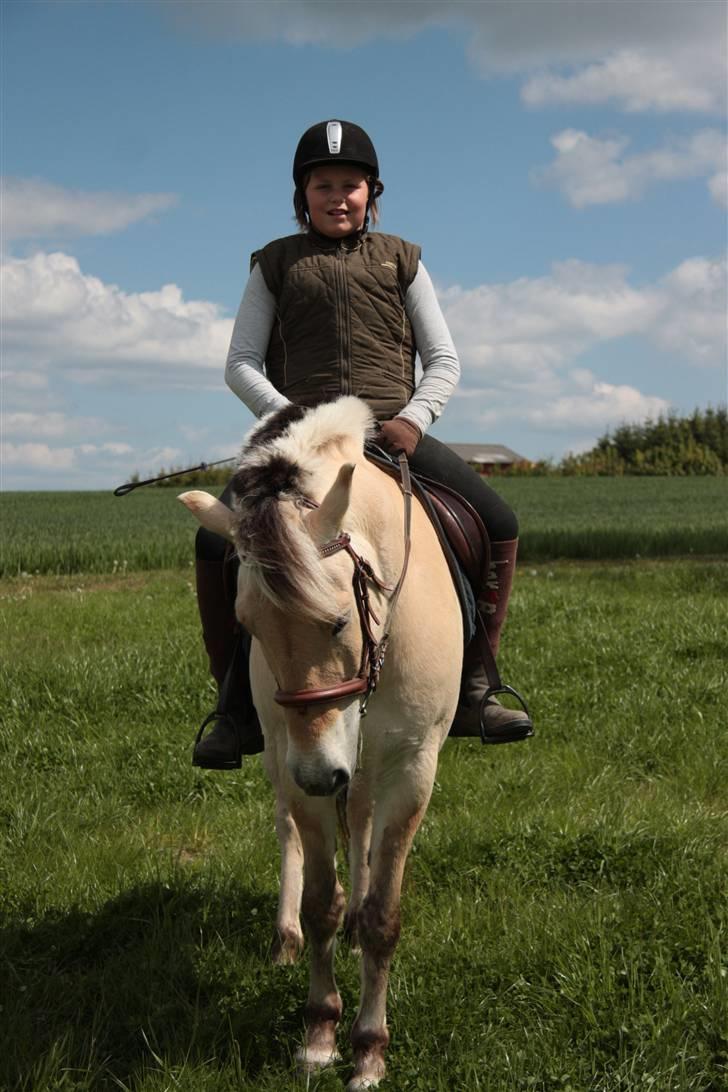 Fjordhest monet*SOLGT* - nej ikke nu jeg vil spise  billede 15