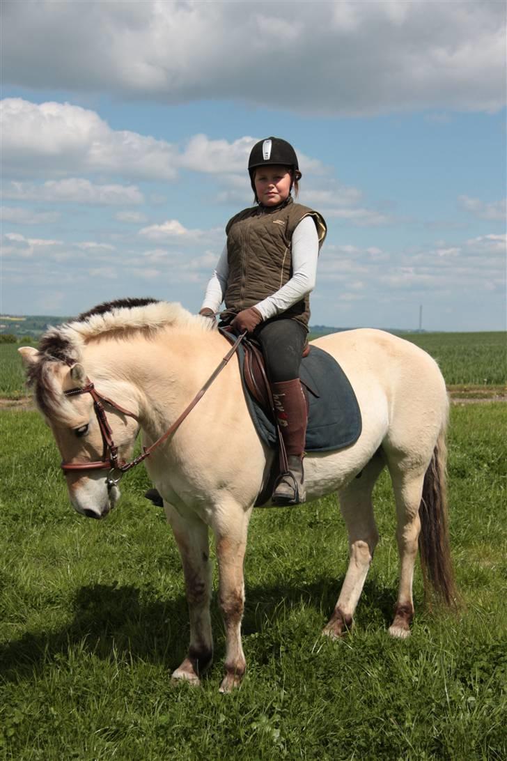 Fjordhest monet*SOLGT* - nogen gange skal man jo være lidt pæn  billede 16