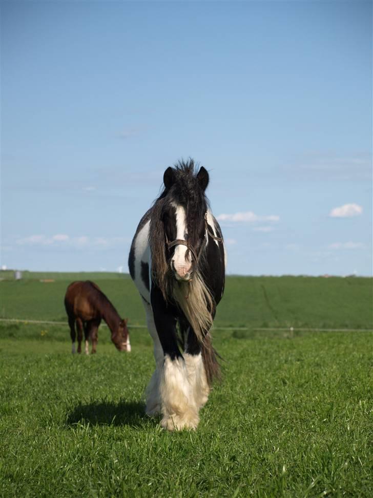 Irish Cob Danny Boy R.I.P - Søde Danny Boy på marken billede 1