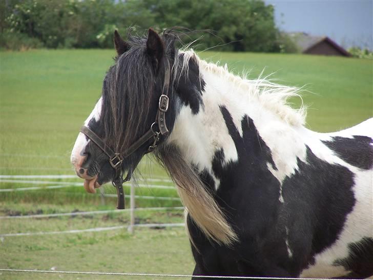 Irish Cob Danny Boy R.I.P - vores kære Danny Boy billede 2
