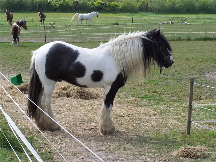 Irish Cob Danny Boy R.I.P - dejlig sommer billede 3