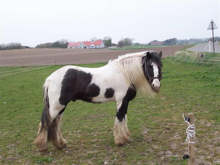 Irish Cob Danny Boy R.I.P - du er bare en dejlig dreng billede 4