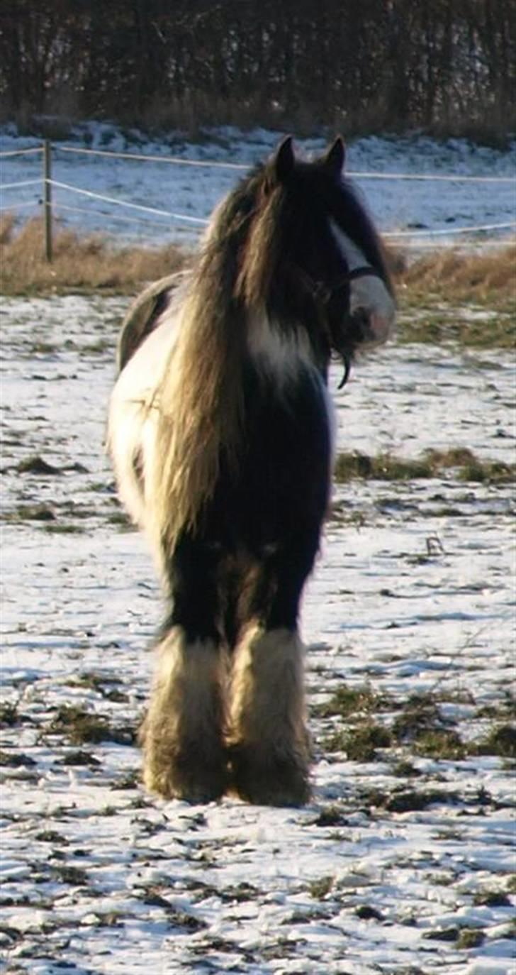 Irish Cob Danny Boy R.I.P - En super dejlig dreng billede 5