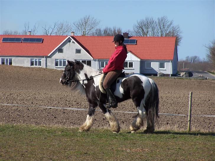 Irish Cob Danny Boy R.I.P - Den eneste dag med en lille ridetur pga. Dannys helbred. billede 6