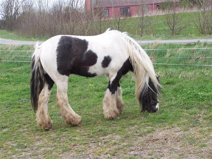 Irish Cob Danny Boy R.I.P - Danny Boy på en god sommerdag billede 7
