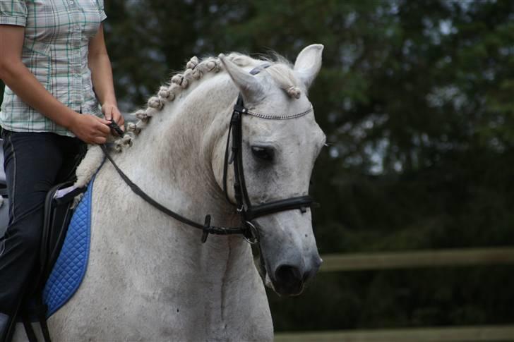 Anden særlig race Skipper skræk billede 3