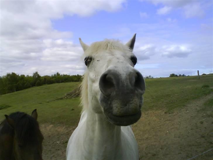 Anden særlig race Skipper skræk billede 11