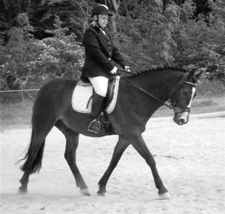 Anden særlig race Pablo * SOLGT * - Han kan godt gå okay, når han skal... billede 3