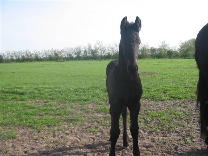 Frieser Afke :) billede 2