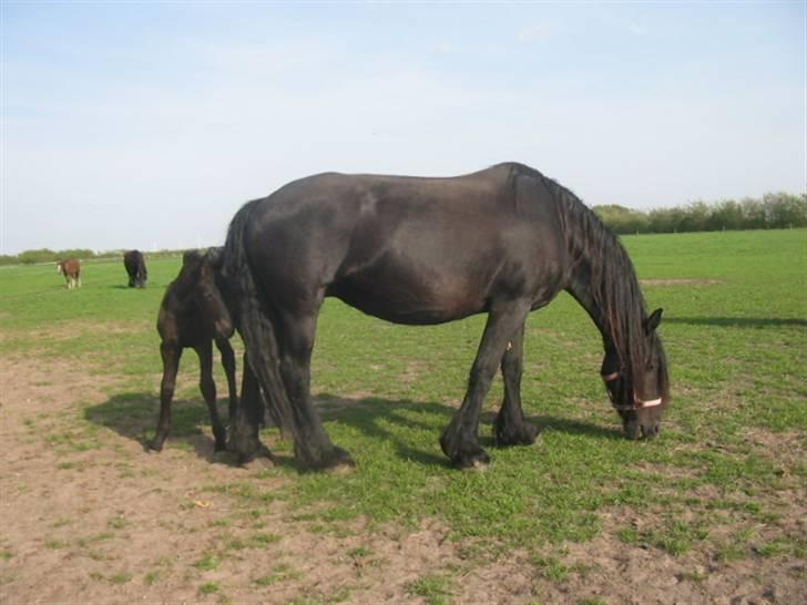 Frieser Afke :) billede 3