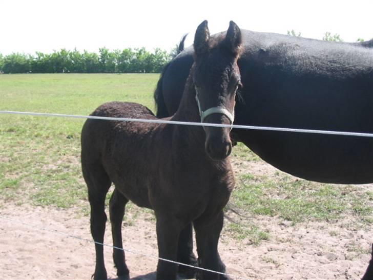 Frieser Afke :) billede 6