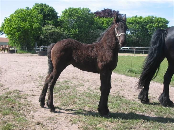 Frieser Afke :) billede 9