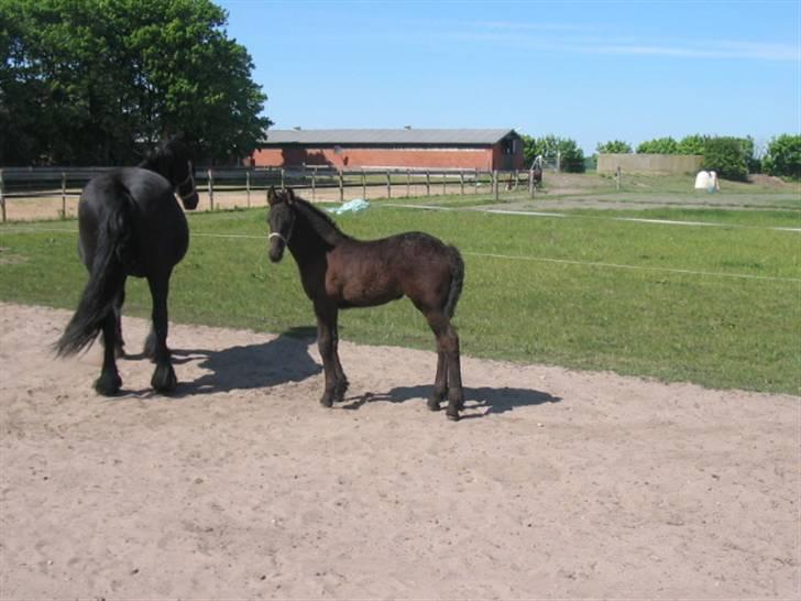 Frieser Afke :) billede 10