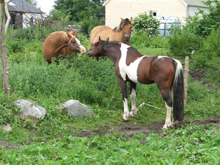 Anden særlig race Irish Boy - Juni 2007. Hoppen Gnist prøves af billede 6