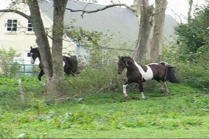 Anden særlig race Irish Boy - Oktober 2007: Datteren Imona og Irish Boy kan finde på at løbe en tur sammen i takt billede 10