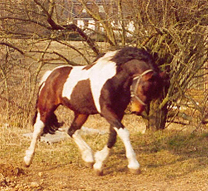 Anden særlig race Irish Boy - Marts 2003: Irish Boy har stadig vinterpels billede 15