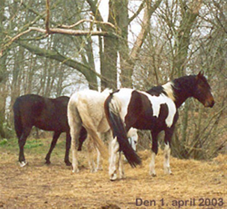 Anden særlig race Irish Boy - Foto den 1. april 2003: Hoppen Hannah til venstre blev mor til hingsteføllet Wholly Cæsar, som er på Hestegalleri billede 16