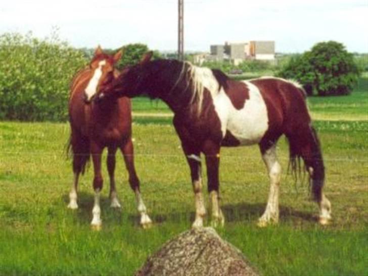 Anden særlig race Irish Boy - Sommeren 2001: Varmblodshoppen Red Rose og Irish Boy billede 17