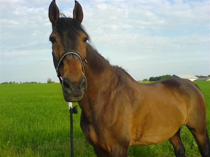Holstener Piegalle - Kalle uden for folden sidste sommer billede 1