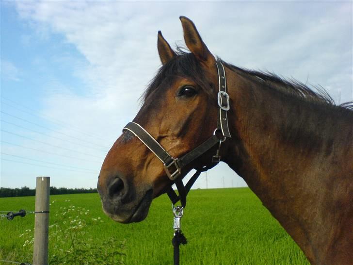 Holstener Piegalle - Kalle uden for folden sidste sommer billede 2