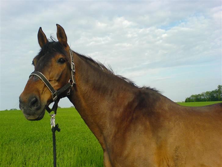 Holstener Piegalle - Kalle uden for folden sidste sommer billede 3