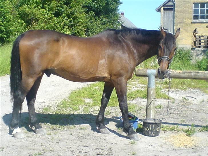 Holstener Piegalle - Kalle spiser mad:-) billede 4