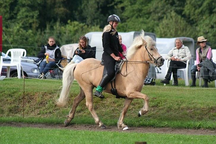 Islænder Dögg Fra Toftemosen - høststævnet. Lidt spændt form, men fint løft Foto: Vanessa billede 6