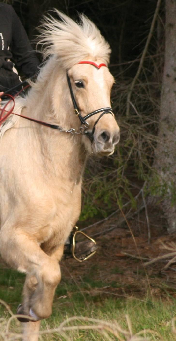 Islænder Dögg Fra Toftemosen - Dögg i tölt Foto: Thea jørgensen billede 7