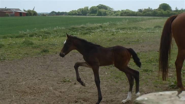 Dansk Varmblod Art Edition T *SOLGT* - se lige de skridt han kan ta! ved ik lige hvad der gik af ham, men sådan her gik han rundt og skridtede i 3 minutter før han gik normalt igen! billede 15