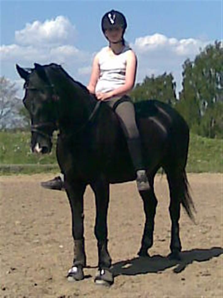 Anden særlig race Horse-Wear's Oktober  - Et billede fra den første sommer jeg havde ham - 2008. billede 2