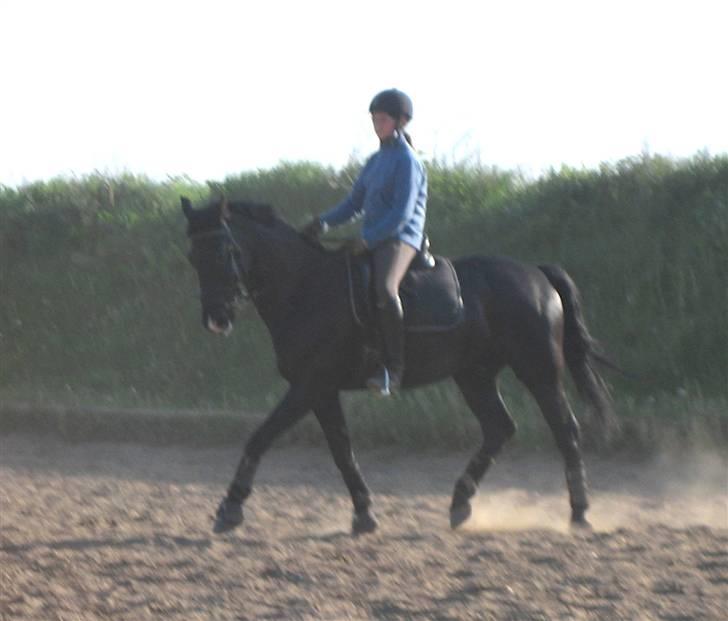 Anden særlig race Horse-Wear's Oktober  - Gammelt billede - træning v/ mindste - 2009. billede 4