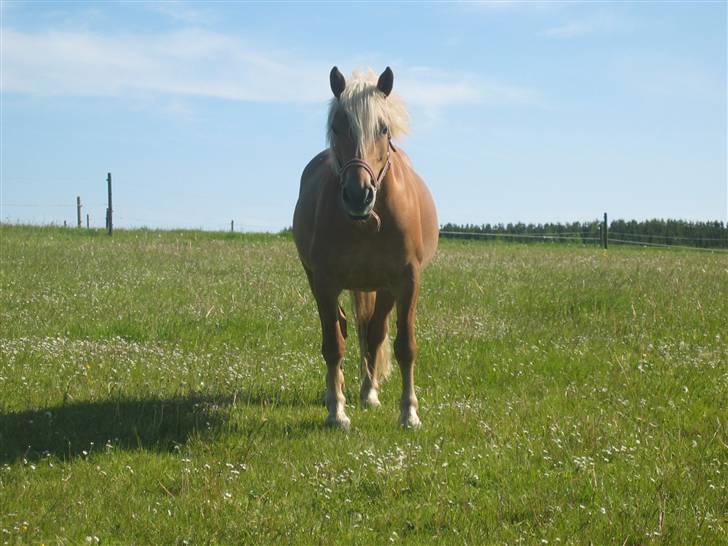 Haflinger | Luca  billede 13