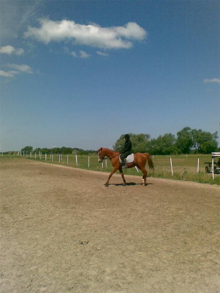 Anden særlig race robin (SOLGT) billede 14