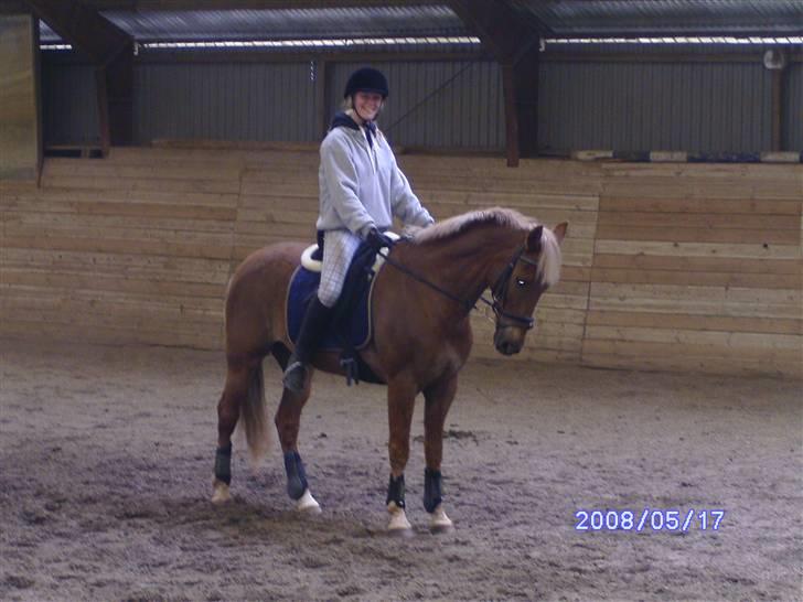 New Forest Benjamin - Sikke fin den lille dreng er.. :-) billede 1