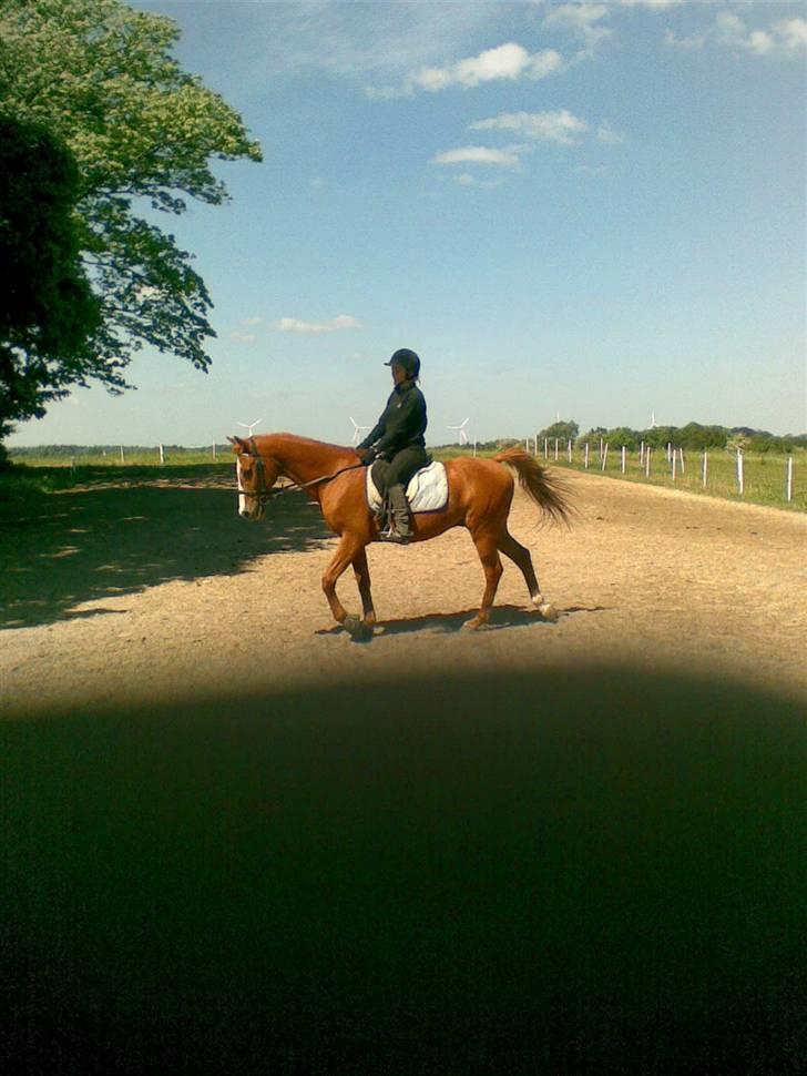 Anden særlig race robin (SOLGT) billede 15