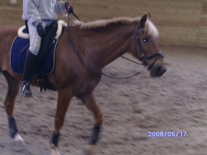 New Forest Benjamin - efter træningen .. puuh ;D * lidt sløret :p billede 2