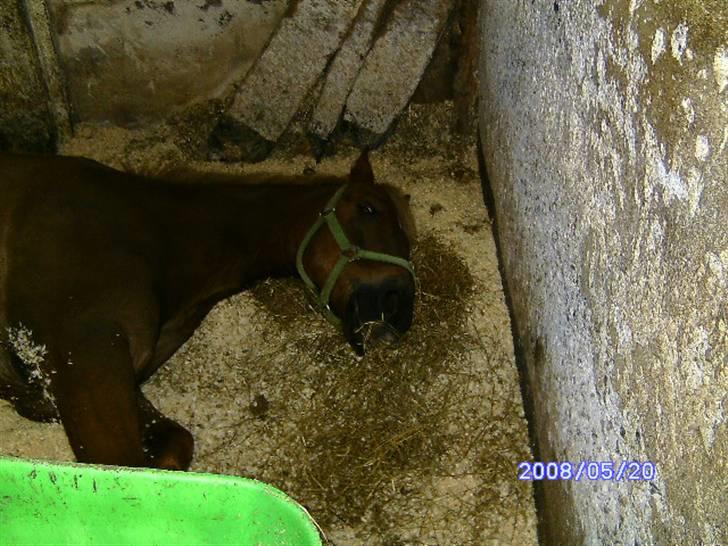 New Forest Benjamin - Lille putte mus, putter i boksen :) billede 3