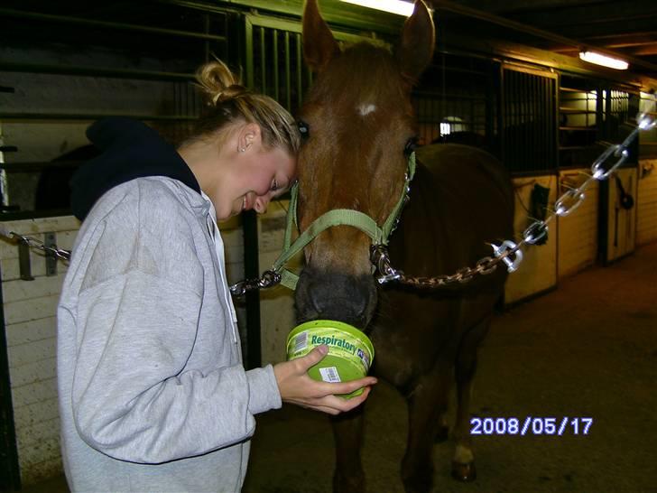 New Forest Benjamin - guf. til trolden :D billede 6