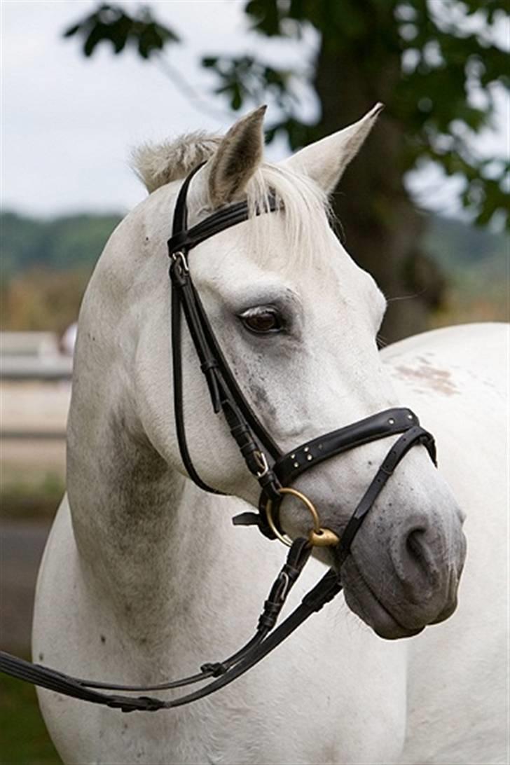 Connemara Capsy Queen - Smukke<3 billede 3