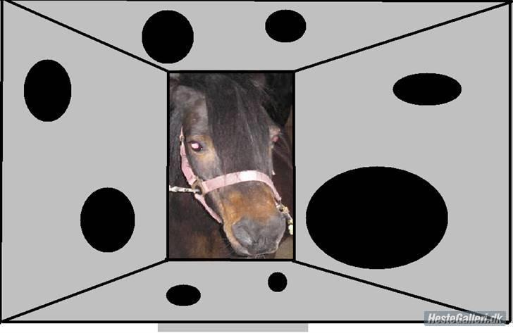 Anden særlig race FREDERIK billede 9