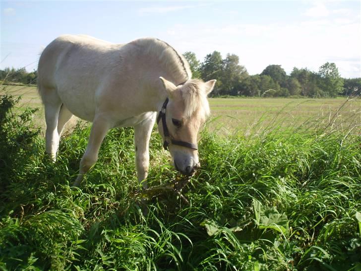 Fjordhest Laika á Jungshoved SOLGT  billede 16