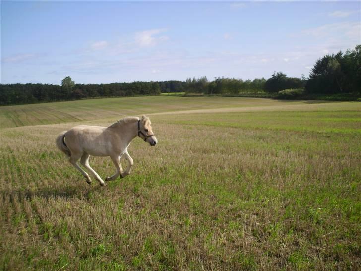 Fjordhest Laika á Jungshoved SOLGT  - 5 måneder gammel ude på stubmarken ;P billede 17