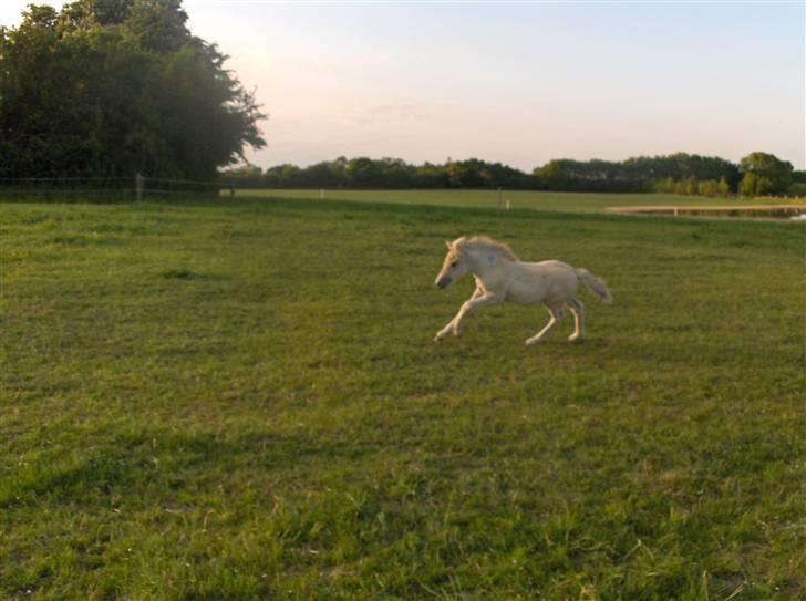 Fjordhest Laika á Jungshoved SOLGT  billede 18