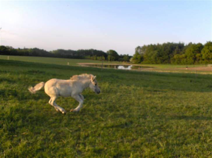 Fjordhest Laika á Jungshoved SOLGT  billede 19